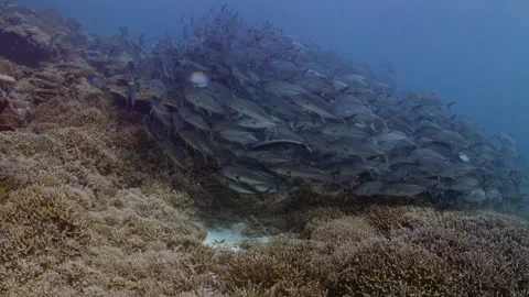 Bigeye Trevally circle over dense coral on the Great Barrier Reef Stock Footage 295319395