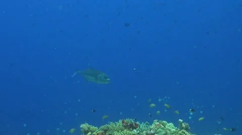 Bigeye Trevally with a cleaner fish Stock Footage 51490901