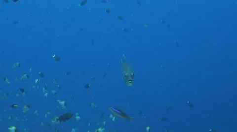 Bigeye Trevally Vídeo Stock 42678300