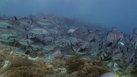 Bigeye Trevally hover in the current off the Great Barrier Reef Stock Footage 295313016