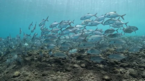 Bigeye Trevally school in 4K Stock Footage 332838811