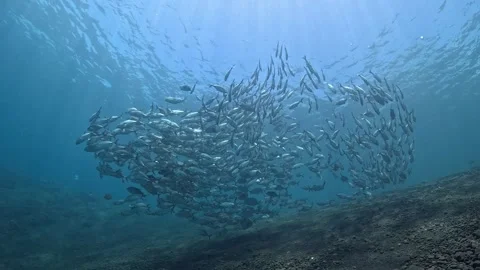 Bigeye Trevally school in 4K Stock Footage 332884104