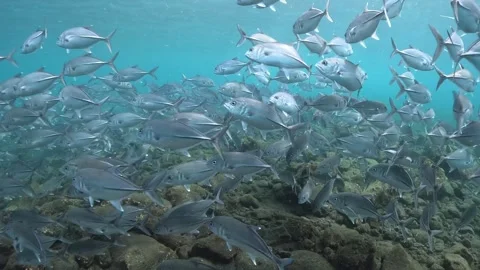 Bigeye Trevally school in 4K Stock Footage 335669307