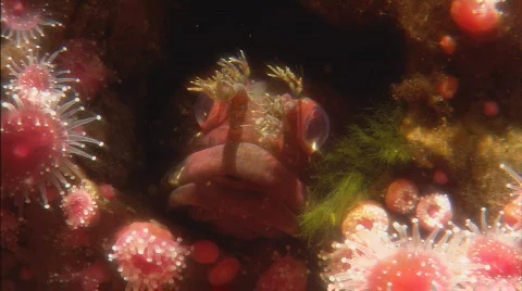 BigEyedCabezone2 Stock Footage 478239