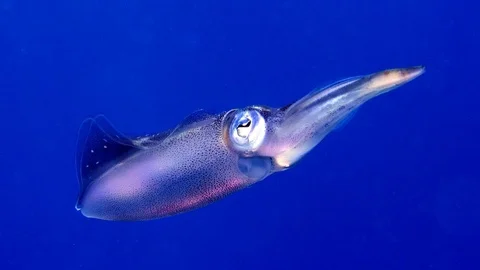 Bigfin reef squid, ANIMATED STILL PHOTO Stock Footage 80724214