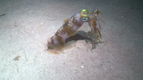 Bigfin Reef Squid with Catch Vidéo 64856183