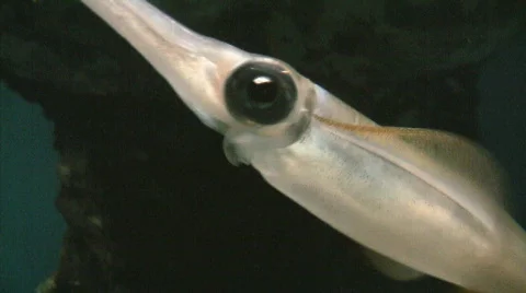 Bigfin Reef Squid Video stock 637186