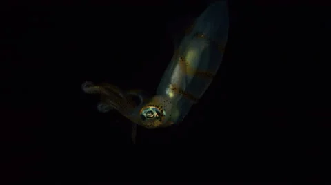 Bigfin Reef Squid Stock Footage 62603810