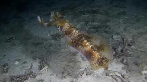 Bigfin reef squid hovering head up over sandy area with rubble Vidéo 111908946
