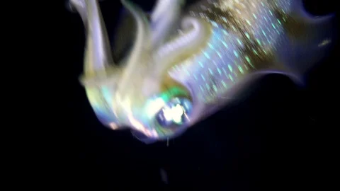 Bigfin reef squid hovering in mid-water with tentacles up Stock Footage 112481338