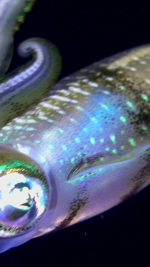 Bigfin reef squid hovering in mid-water with tentacles up Video stock 230210065