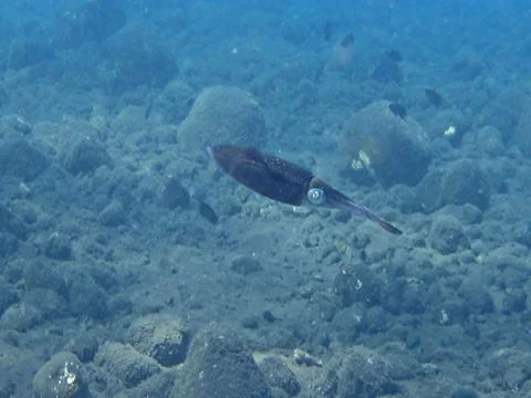 Bigfin reef squid hovering over rocky sandy area Stock Footage