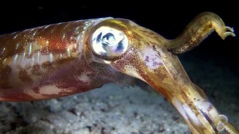 Bigfin reef squid hovering over sand with 2 tentacles up, head close up Vidéo 111904839