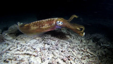 Bigfin reef squid hovering over sand with 2 tentacles up Stock Footage 111927774