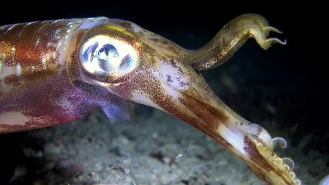 Bigfin reef squid hovering over sand with 2 tentacles up, head close up Stock-Footage 112481181