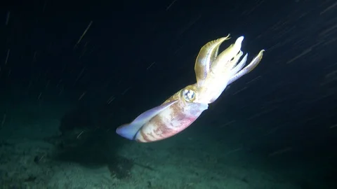 Bigfin reef squid hovering over sandy area with rubble Video stock 112481386