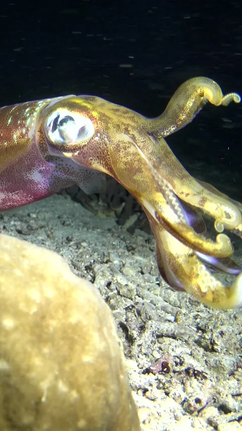 Bigfin reef squid hovering over sandy area with rubble Video stock 230210066