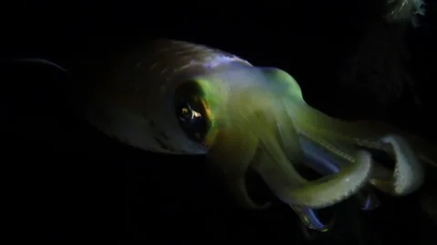 Bigfin reef squid night dive Stock Footage 132600245