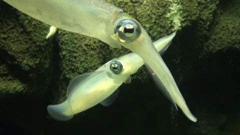 Bigfin reef squid, Oval squid, Sepioteuthis lessoniana, 4K Vidéo 106369708