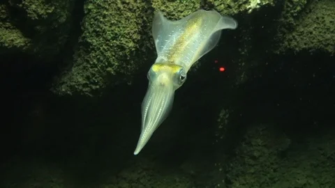 Bigfin reef squid, Oval squid, Sepioteuthis lessoniana, 4K Vidéo 106369709