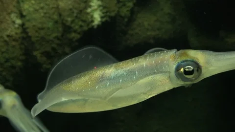 Bigfin reef squid, Oval squid, Sepioteuthis lessoniana, 4K Vidéo 106369772