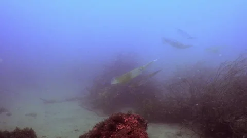Bigfin Reef Squid Spawning Approach Fukuura Vídeos de archivo 336840413