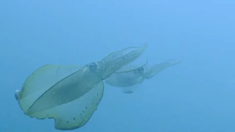 Bigfin reef squid swimming gracefully in a school through the blue ocean Stock Footage 346530845