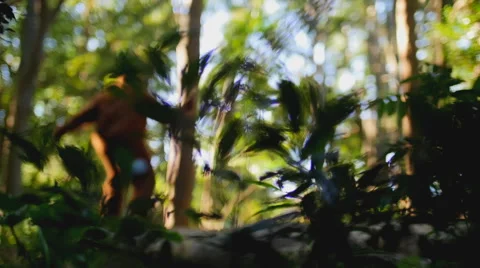 Bigfoot #10 1080p Hitting tree with huge stick Stock Footage 52082633