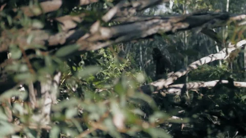 BIGFOOT #17 4k Pushing Trees As It Walks Through Forest Видео 131492018