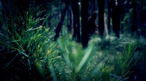 Bigfoot 2# Sasquatch 1080p in the forest Stock Footage 37163913