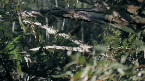 BIGFOOT #21  4K Crouching Down, Scared In The Forest Видео 131491215