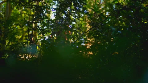 Bigfoot #6 1080p Hiding spot walk away shot. Stock Footage