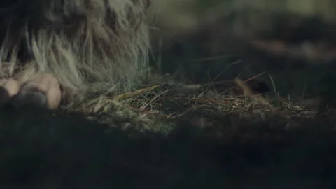 Bigfoot foot stepping at ground level Stock Footage 244563191
