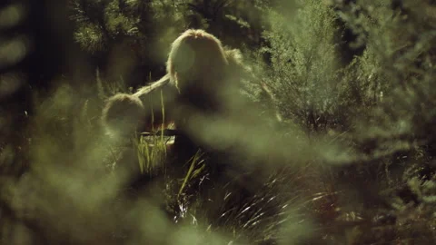 Bigfoot making a tool Stock Footage 244563847