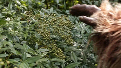 BIGFOOT PICK'S BERRIES Stock Footage 115129801