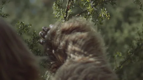 Bigfoot pulling down a branch Stock Footage 244561814