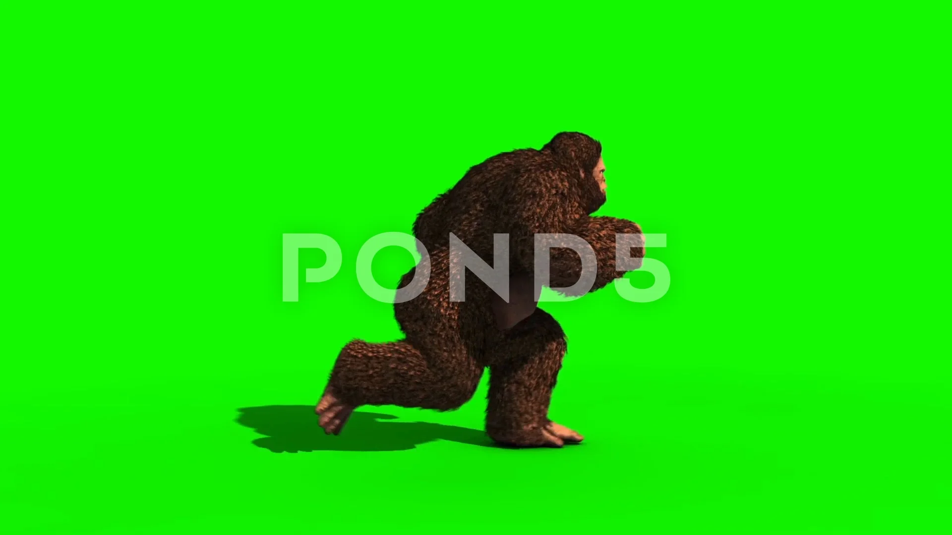 Bigfoot Sighting Run Loop Green Screen 3D Rendering Animation