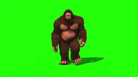 Bigfoot Sighting Walk Loop Front Green Screen 3D Rendering Animation Stock Footage 80926043