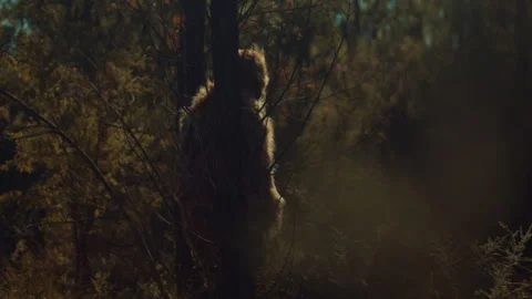 Bigfoot walking into a dark forest Stock Footage 244512838