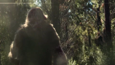 Bigfoot walking in forest Stock Footage 244511780