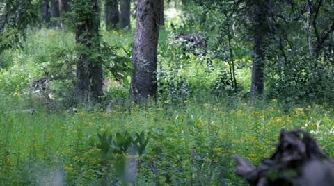 Bigfoot In Woods Video stock 12670139