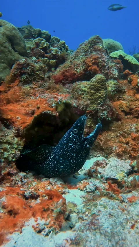 Bigger eel from under coral Stock Footage 230531108