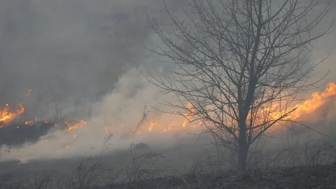 Bigger fire in the open air, a lot of smoke from burning trees, grass, bushes Stock Footage