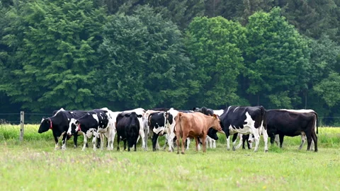 A bigger heard of white black and brown cow heifers and calves looking at a g Stock Footage
