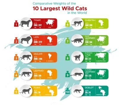 Biggest Cats weight - 10 Stock Illustration