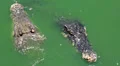 Biggest crocodiles in green water HD Footage