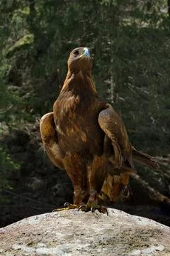 The biggest eagle Stock Photos
