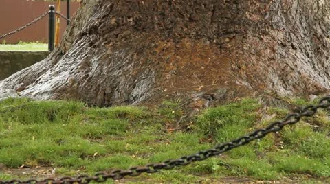 Biggest flower tree. part 1 Stock-Footage 22187953