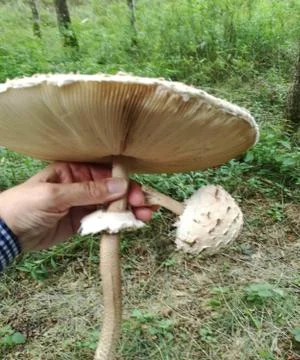 Biggest  found of  PARASOL Stock Photos