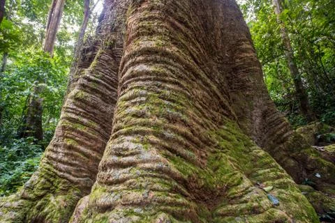 The biggest Krabak Tree Stock Photos